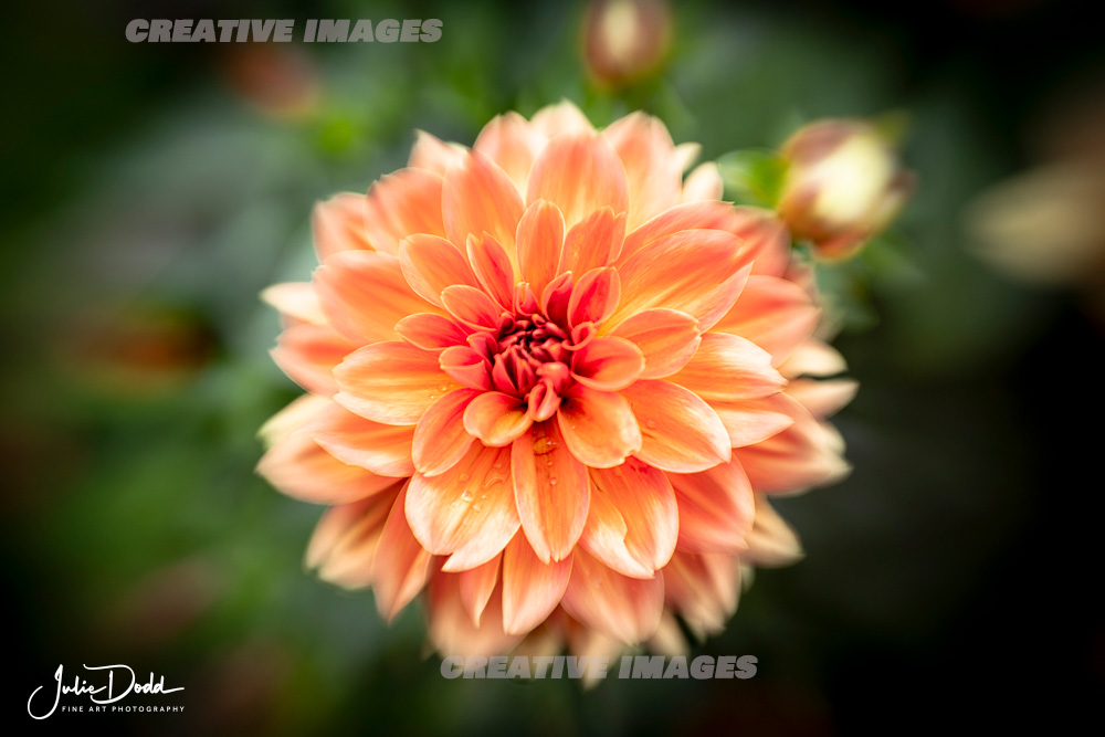 Flora - Peach Mum